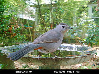 Gray Catbirds