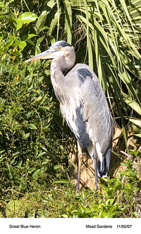 blueheron.jpg