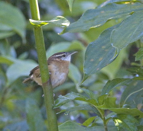 carolinawren2.jpg