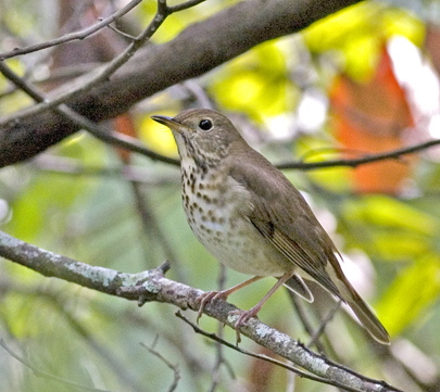 gcthrush.jpg