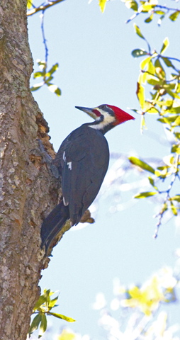 pileatedwoodpecker.jpg