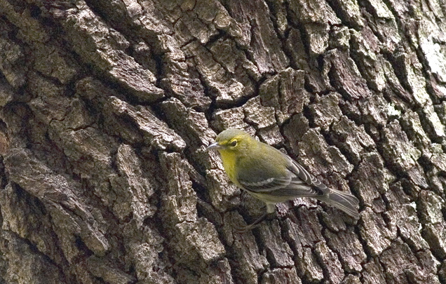 pinewarbler.jpg