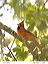 cardinal