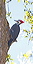 pileatedwoodpecker