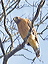 redshoulderhawk